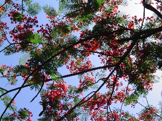 Flame Tree